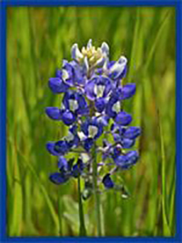 Blue Bonnets